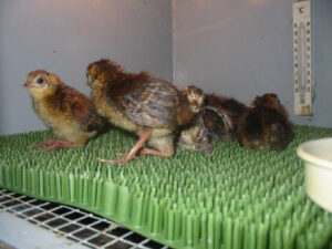 Nursery box for tragopans