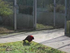 Pheasantry-Peer-02