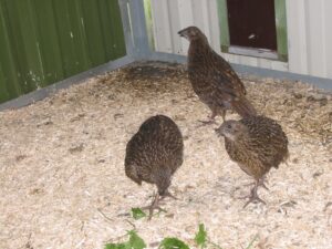 Blyth-tragopan-17
