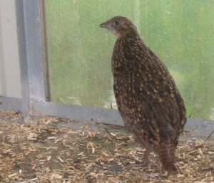 Blyth-tragopan-18