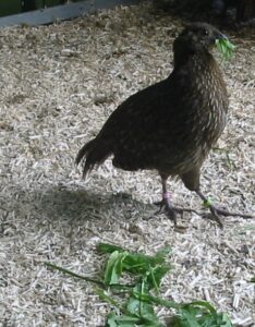 Blyth-tragopan-19