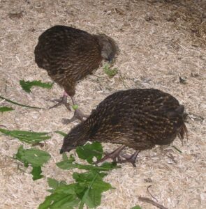 Blyth-tragopan-20