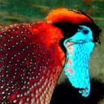 Bibdisplay by male Temminck's Tragopan