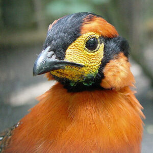 Blyth-tragopan-01