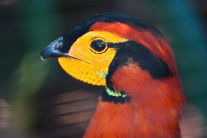 Blyth-tragopan-02