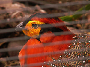 Blyth-tragopan-03