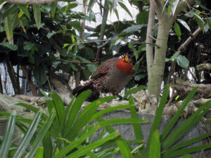 Blyth-tragopan-04