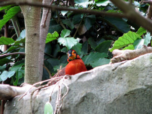 Blyth-tragopan-05