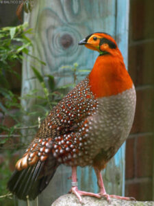Blyth-tragopan-06