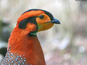Blyth-tragopan-07