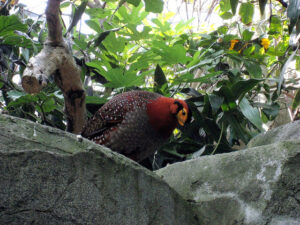 Blyth-tragopan-08