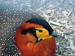 Blyth-tragopan-09