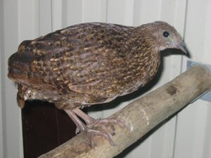 Blyth-tragopan-10