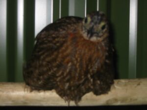 Blyth-tragopan-11