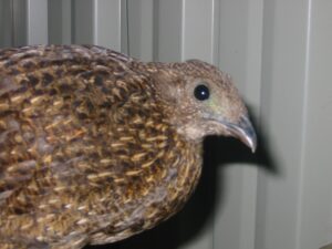Blyth-tragopan-16
