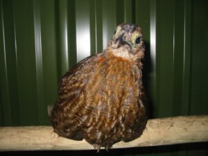 Blyth-tragopan-13