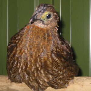 Blyth-tragopan-14