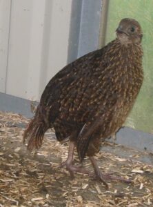 Blyth-tragopan-12