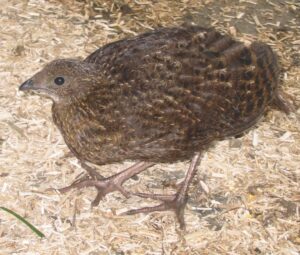 Blyth-tragopan-22