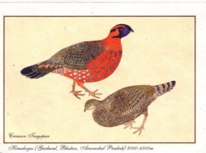 Satyr-tragopan-01