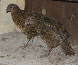 Satyr-tragopan-02