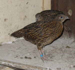 Satyr-tragopan-03