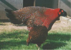 Satyr-tragopan-07