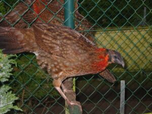 Satyr-tragopan-09