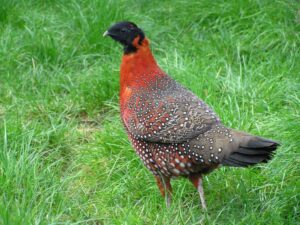 Satyr-tragopan-12