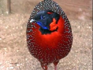 Satyr-tragopan-14