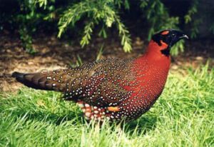 Satyr-tragopan-16
