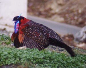 Satyr-tragopan-17
