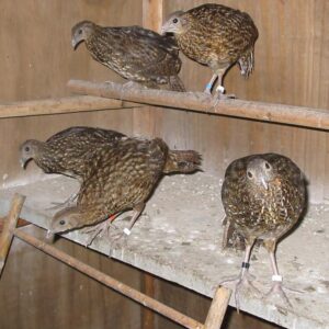 Satyr-tragopan-19