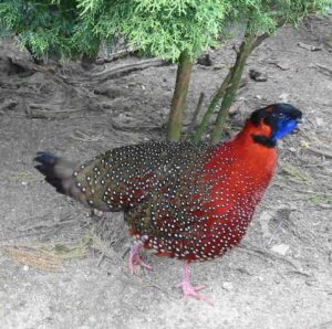 Satyr-tragopan-22