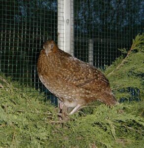 Satyr-tragopan-24
