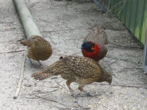 Satyr-tragopan-25