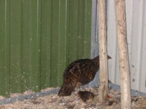 Satyr-tragopan-29