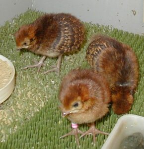Satyr-tragopan-30