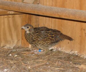 Satyr-tragopan-32
