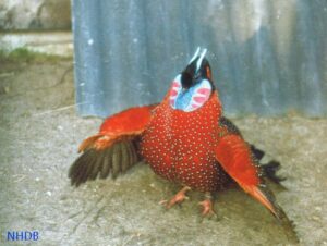 Satyr-tragopan-33