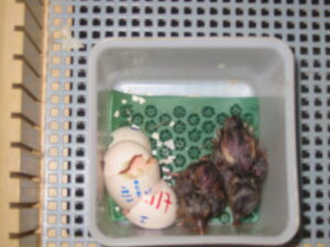Blyth-tragopan-27