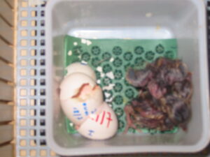 Blyth-tragopan-26