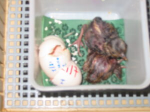Blyth-tragopan-25