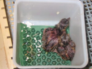 Blyth-tragopan-15
