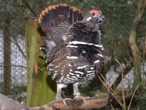 Spruce grouse 01