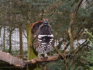Spruce grouse 02