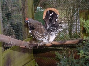 Spruce grouse 03