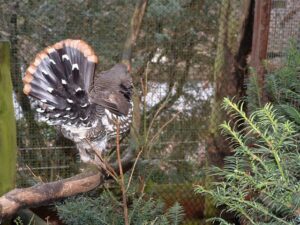 Spruce grouse 04