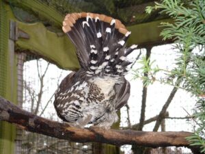 Spruce grouse 05