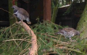 Spruce grouse 06